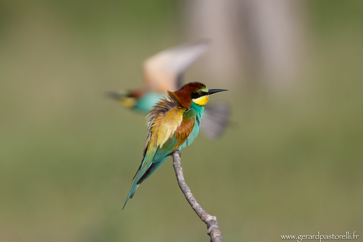 Bee eater 43